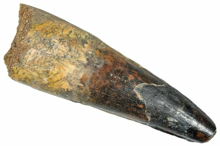 Real Fossil Spinosaurus Tooth - Huge Dinosaur Tooth #272442